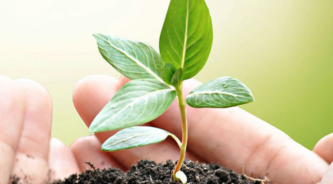 Growing Plant Symbolizing Hope for Depression