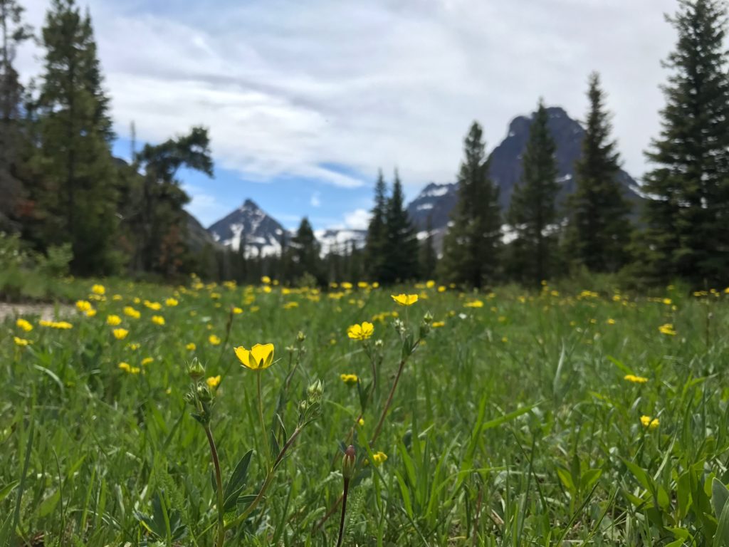 yellow flowers with a view of mountains outside